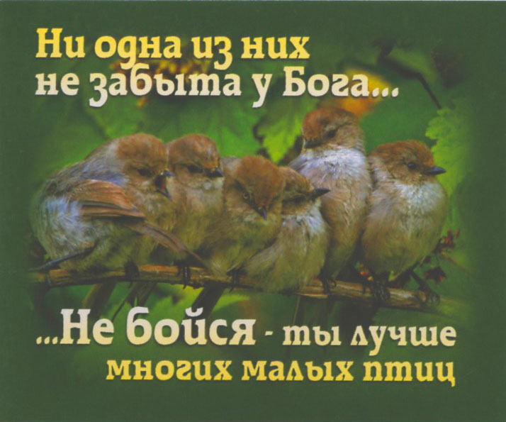 Ни одна из них не забыта у Бога… Не бойся, ты лучше многих малых птиц - открытка-карточка 8х9,5