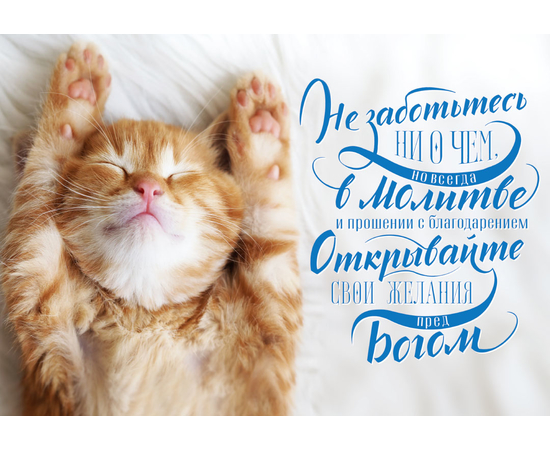 Постер 34х24см "Не заботьтесь ни о чём" (котик)